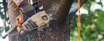 Professional Tree Care in Fellsburg, PA