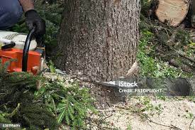 How Our Tree Care Process Works  in  Fellsburg, PA