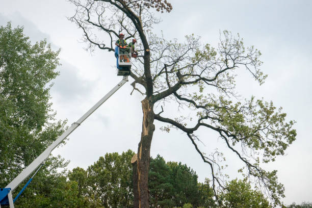 Mulching Services in Fellsburg, PA